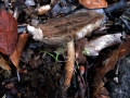 Pluteus umbrosus - Schwarzflockiger Dachpilz - Hoher Giek